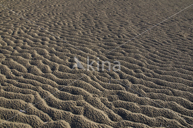 Duinen van Goeree