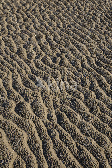 Duinen van Goeree