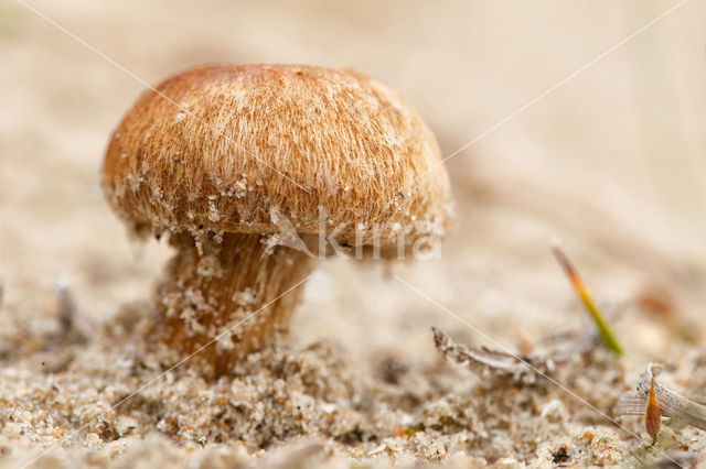 Psathyrella ammophila