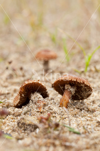 Psathyrella ammophila