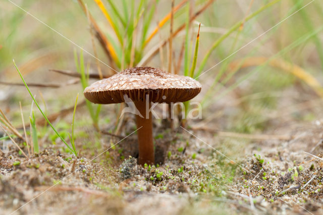 Psathyrella ammophila