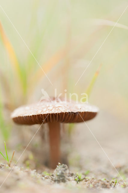 Psathyrella ammophila