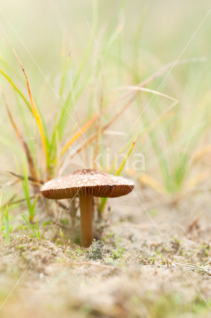 Psathyrella ammophila