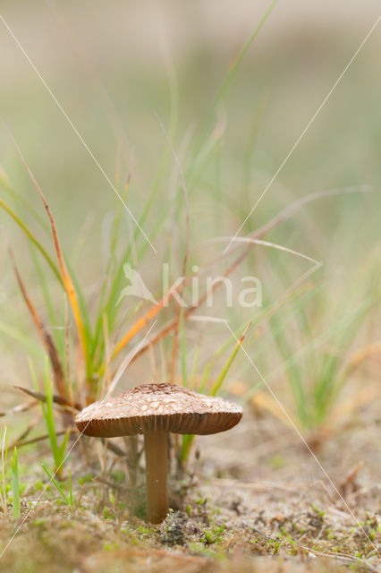 Psathyrella ammophila