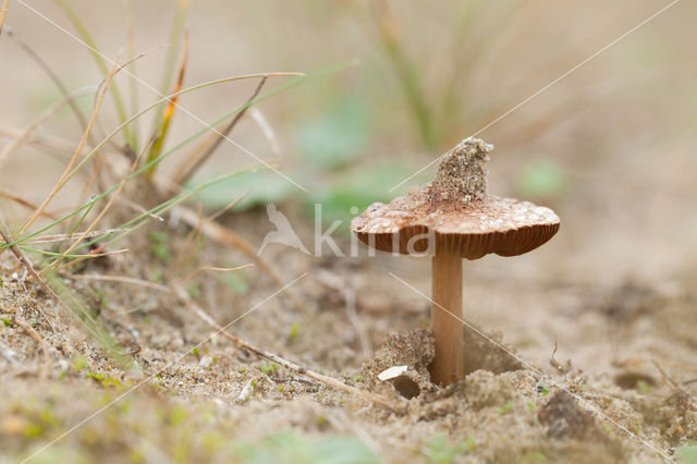 Psathyrella ammophila