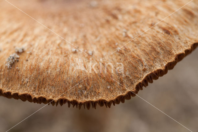 Psathyrella ammophila