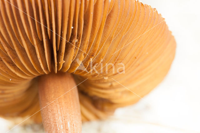 Psathyrella ammophila