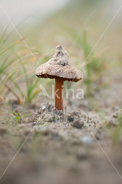 Psathyrella ammophila