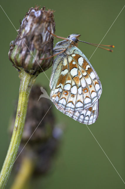 Duinparelmoervlinder (Argynnis niobe)