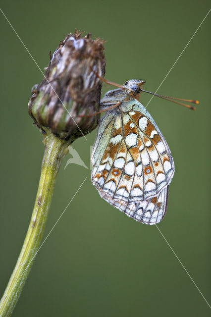 Niobe Fritillary (Argynnis niobe)