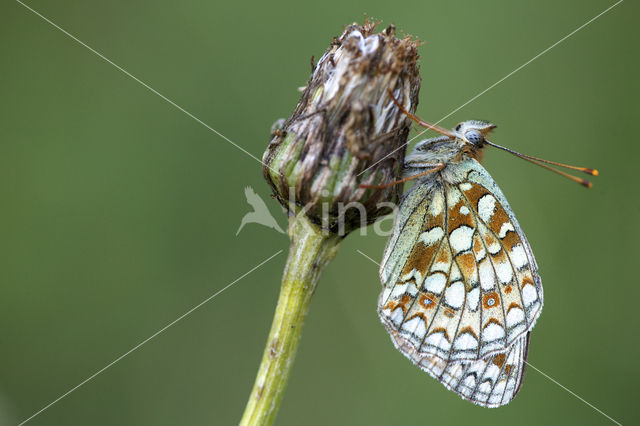 Duinparelmoervlinder (Argynnis niobe)