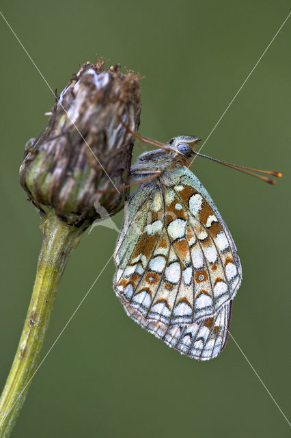 Duinparelmoervlinder (Argynnis niobe)