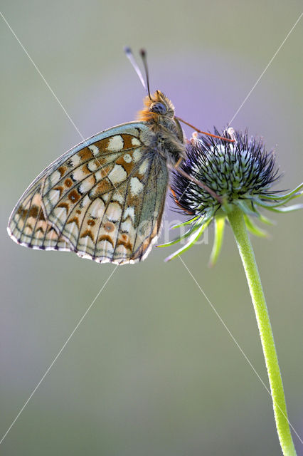 Duinparelmoervlinder (Argynnis niobe)