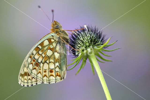 Duinparelmoervlinder (Argynnis niobe)