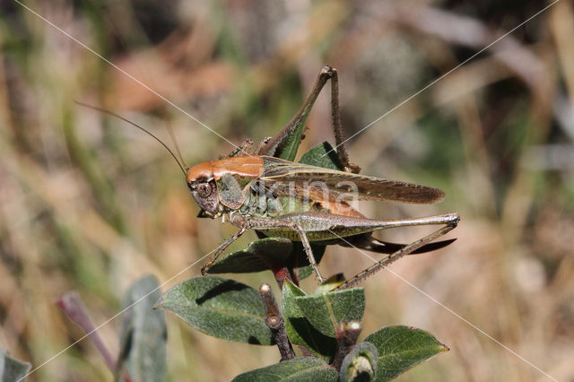Grey Bush-cricket (Platycleis albopunctata)