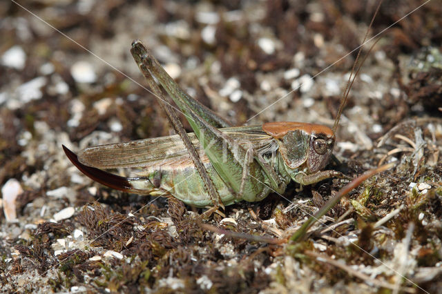 Duinsabelsprinkhaan (Platycleis albopunctata)