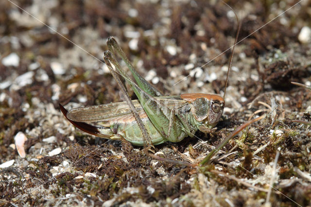 Grey Bush-cricket (Platycleis albopunctata)