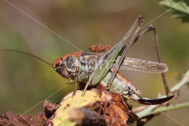 Grey Bush-cricket (Platycleis albopunctata)