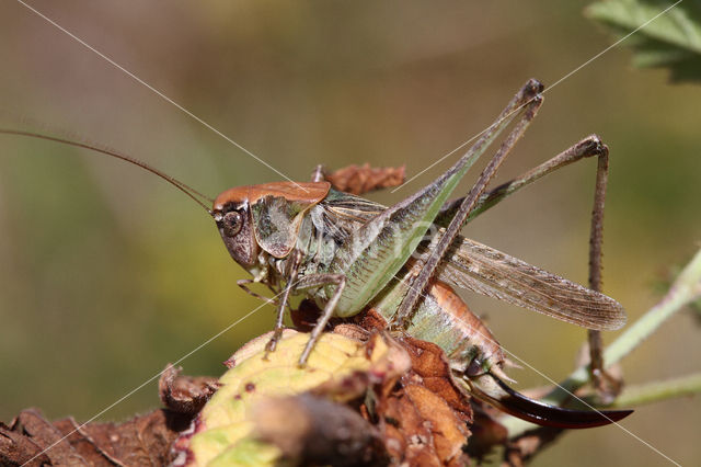 Grey Bush-cricket (Platycleis albopunctata)