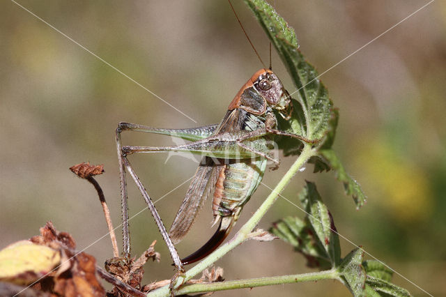 Grey Bush-cricket (Platycleis albopunctata)