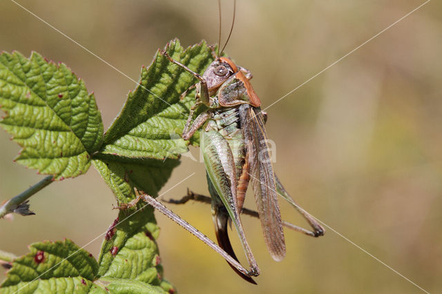 Grey Bush-cricket (Platycleis albopunctata)