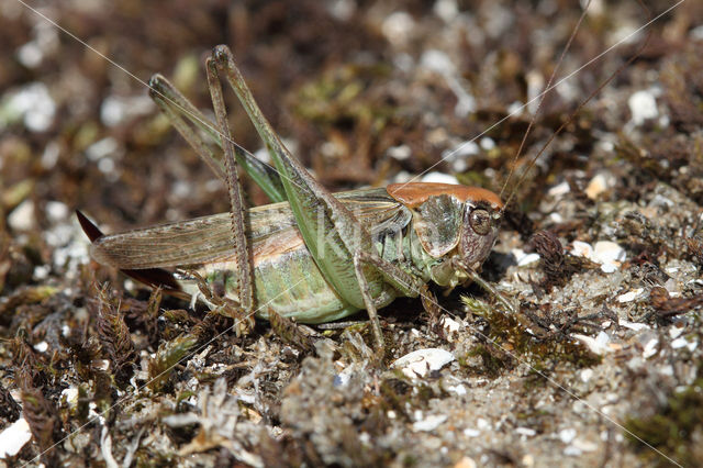Grey Bush-cricket (Platycleis albopunctata)