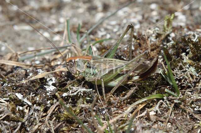 Grey Bush-cricket (Platycleis albopunctata)