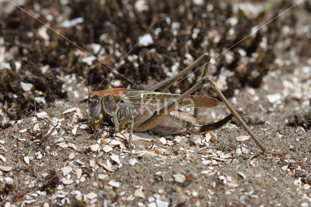 Grey Bush-cricket (Platycleis albopunctata)