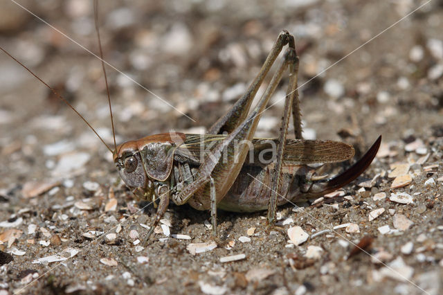 Grey Bush-cricket (Platycleis albopunctata)