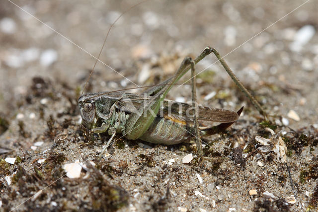Grey Bush-cricket (Platycleis albopunctata)