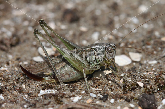 Duinsabelsprinkhaan (Platycleis albopunctata)