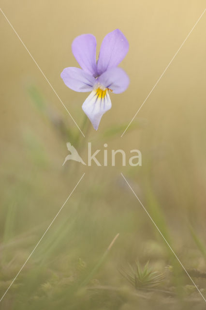 Duinviooltje (Viola curtisii)