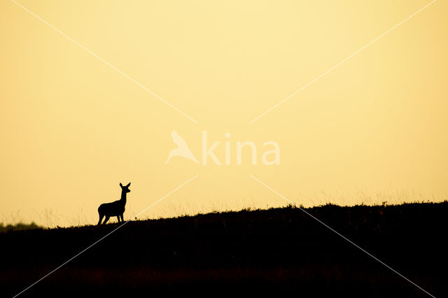 Red Deer (Cervus elaphus)
