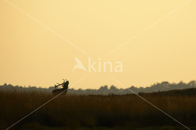 Red Deer (Cervus elaphus)