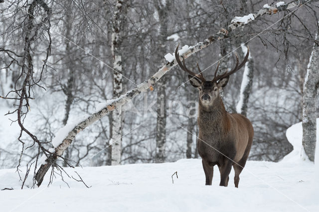 Red Deer (Cervus elaphus)