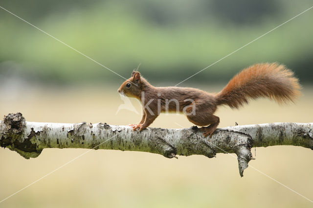 Red Squirrel (Sciurus vulgaris)