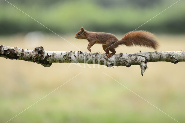 Red Squirrel (Sciurus vulgaris)