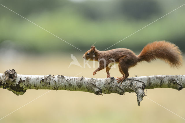 Eekhoorn (Sciurus vulgaris)