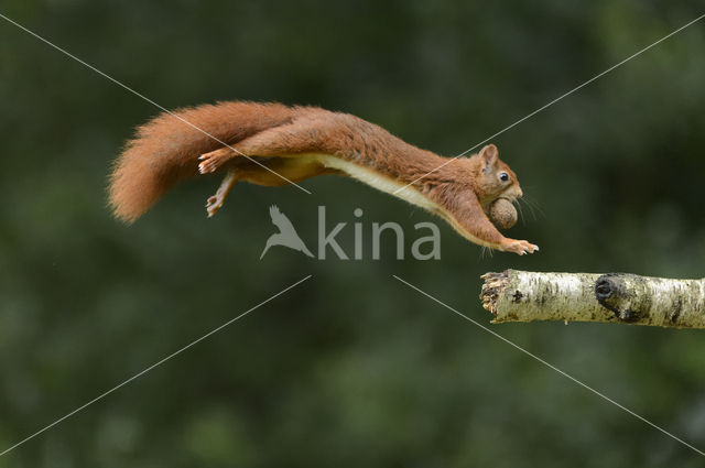 Red Squirrel (Sciurus vulgaris)