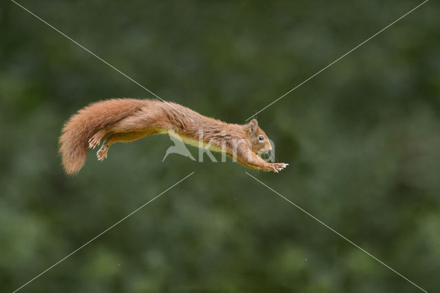 Red Squirrel (Sciurus vulgaris)