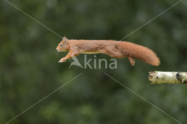 Red Squirrel (Sciurus vulgaris)