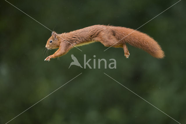 Red Squirrel (Sciurus vulgaris)