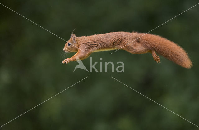 Red Squirrel (Sciurus vulgaris)