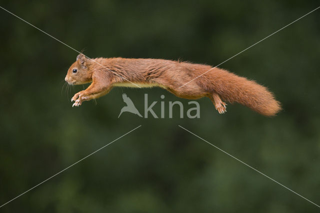 Red Squirrel (Sciurus vulgaris)