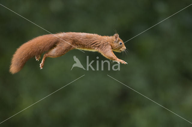 Red Squirrel (Sciurus vulgaris)