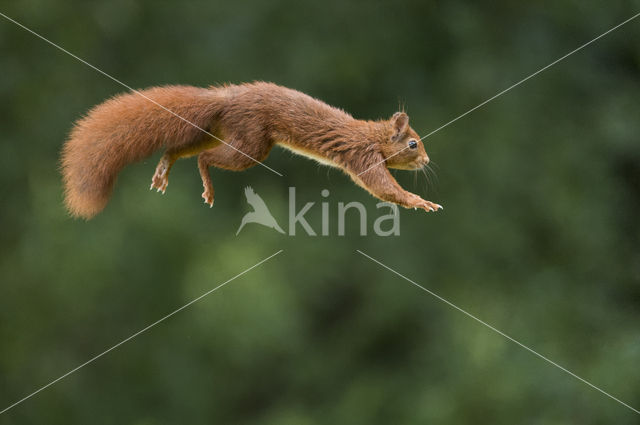 Red Squirrel (Sciurus vulgaris)