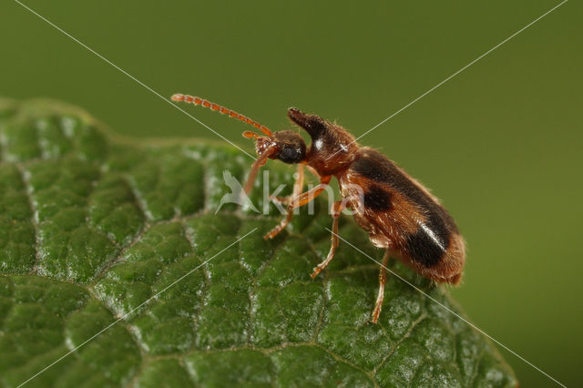 Eenhoornige Snoerhalskever (Notoxus monoceros)