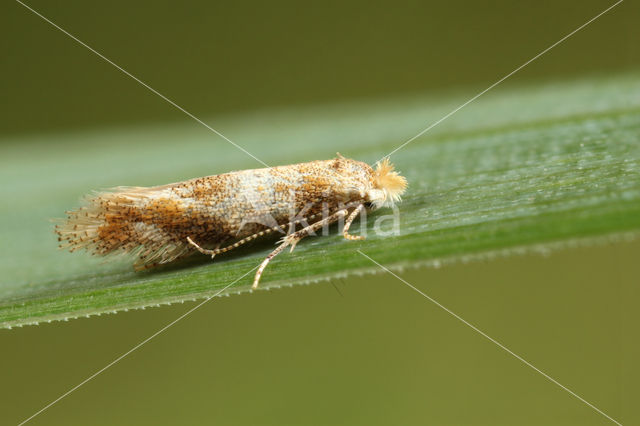 Eikenooglapmot (Bucculatrix ulmella)