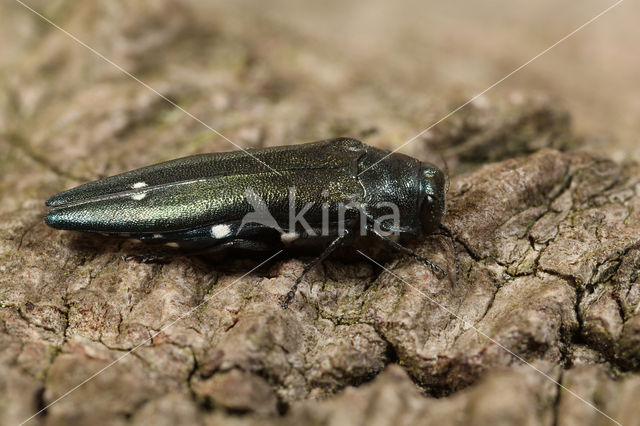 Eikenprachtkever (Agrilus biguttatus)