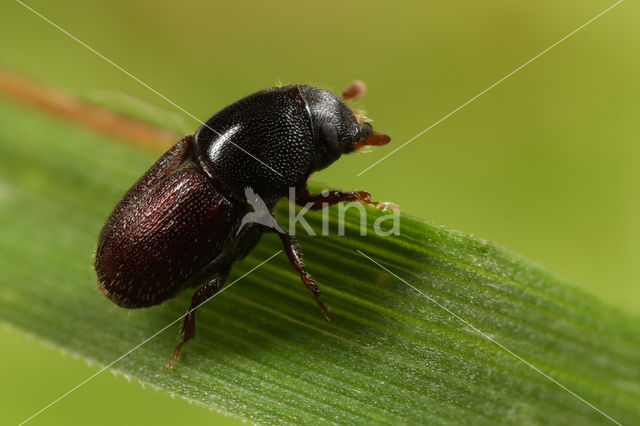 Eikenspintkever (Scolytus intricatus)